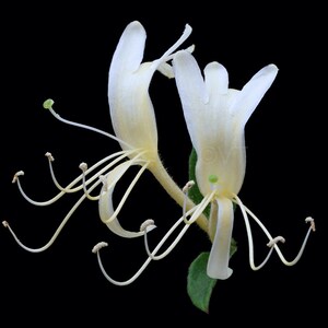 Instant Download Printable - White Japanese Honeysuckle Flower Print Honeysuckle Photo Honeysuckle Picture Honeysuckle Poster Digital Prints