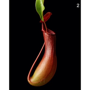 Instant Download Printable - Carnivorous Pitcher Plant Print Pitcher Plant Photo Pitcher Plant Picture Pitcher Plant Poster Digital Prints