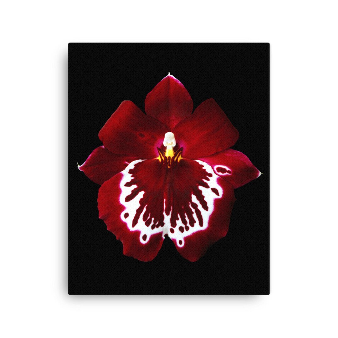 Miltonia Orchid Canvas Print Miltoniopsis Orchid Wall Art Red Orchid Etsy