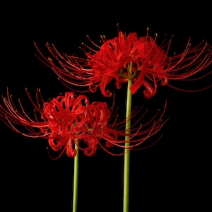Instant Download Printable Lycoris Radiata Red Spider Lily Lilies Spider Lily Print Spider Lily Photo Spider Lily Picture Spider Lily Poster