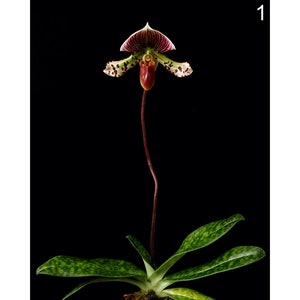 Instant Download Printable - Paphiopedilum Lady Slipper Orchid Photo Orchid Picture Orchid Poster Orchid Digital Prints Orchid Print