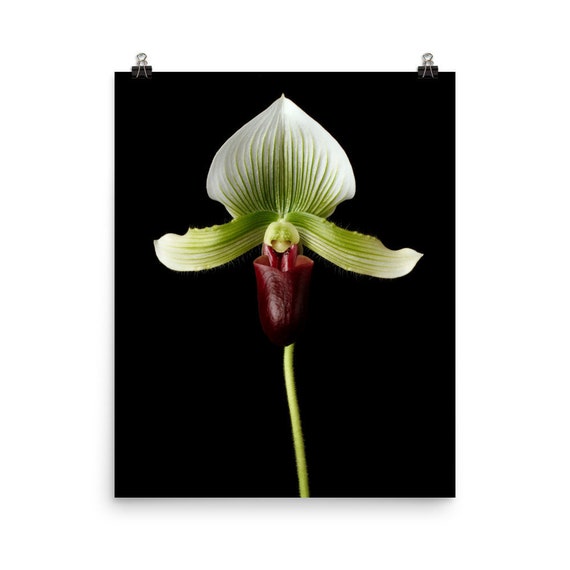 Green lady deals slipper orchid