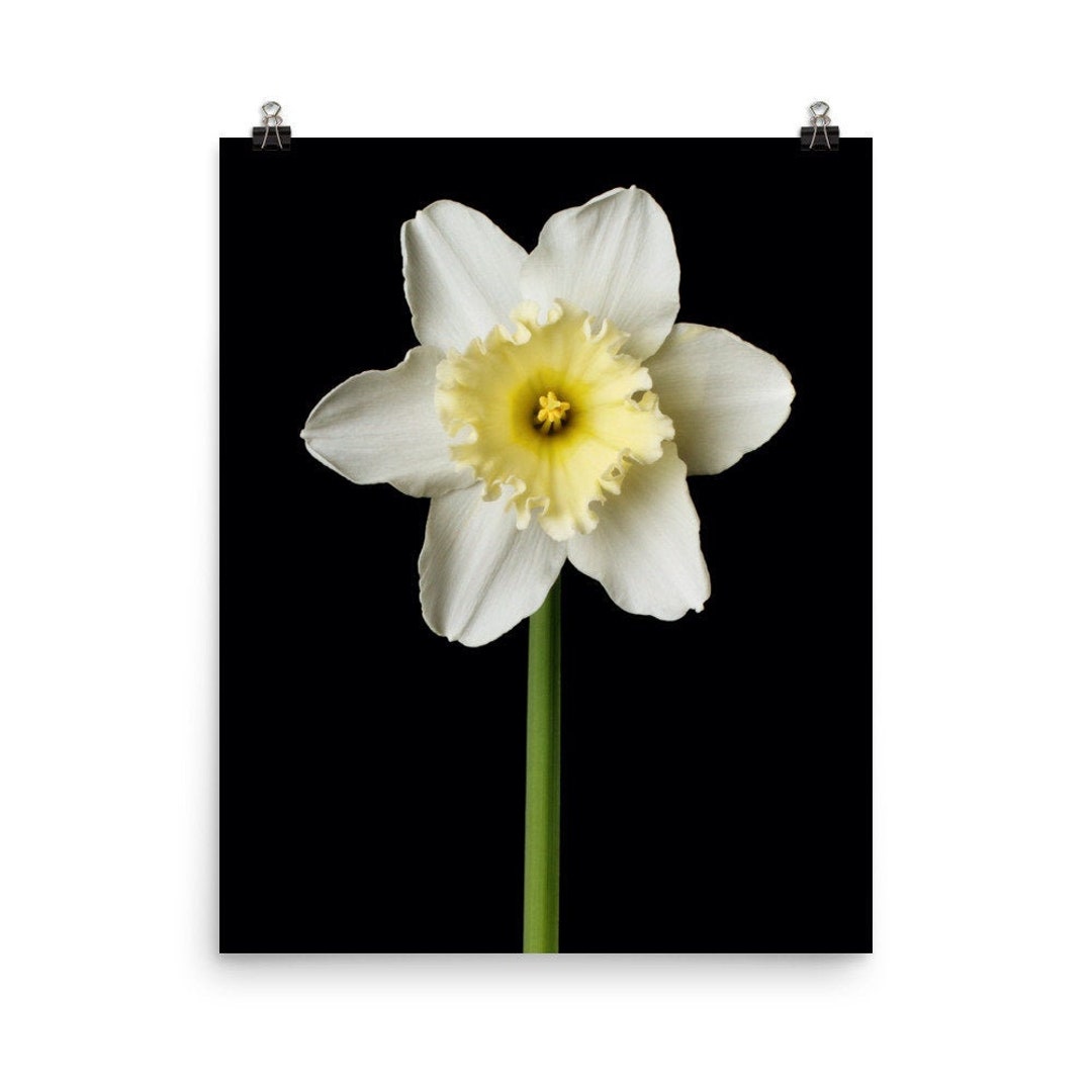 Print Of: Daffodil Flower Print White Daffodil Narcissus Flower Poster ...