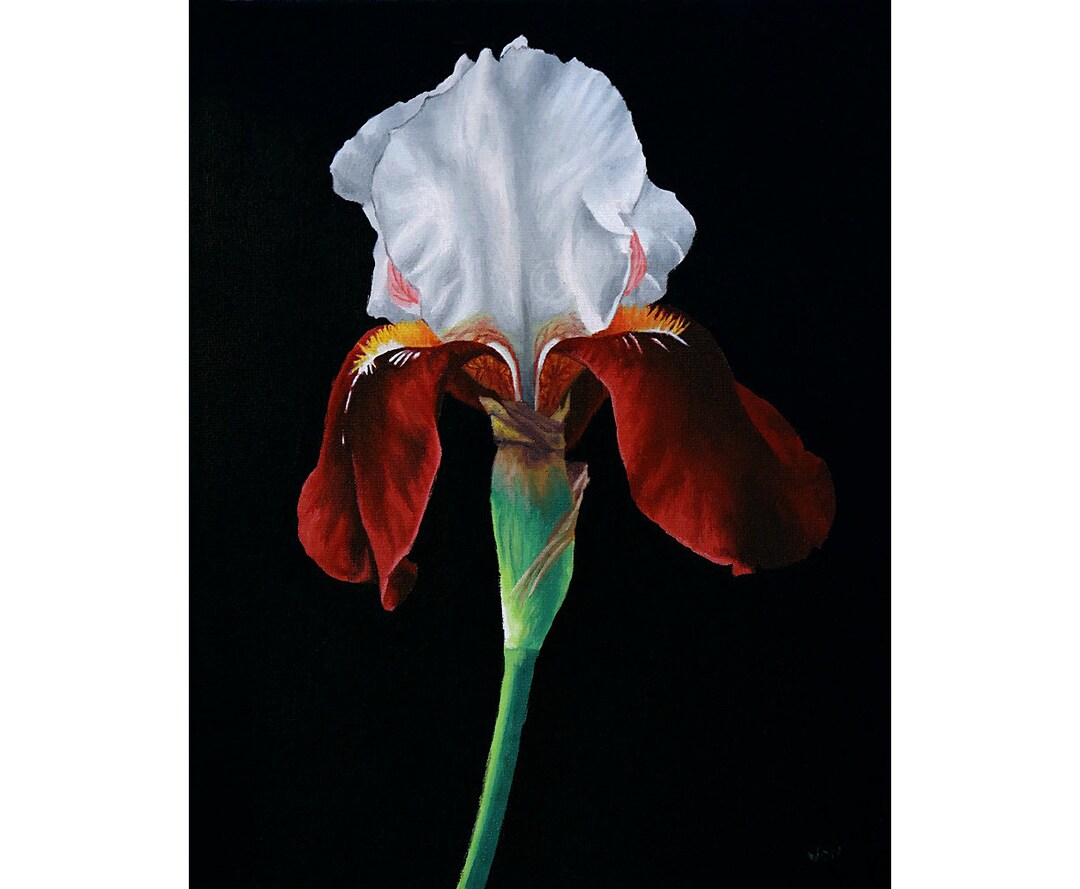 Instant Download Printable - Iris Flower Print Flower Photo Flower Picture Flower Poster Digital ...
