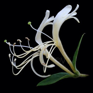 Instant Download Printable - White Japanese Honeysuckle Flower Print Honeysuckle Photo Honeysuckle Picture Honeysuckle Poster Digital Prints