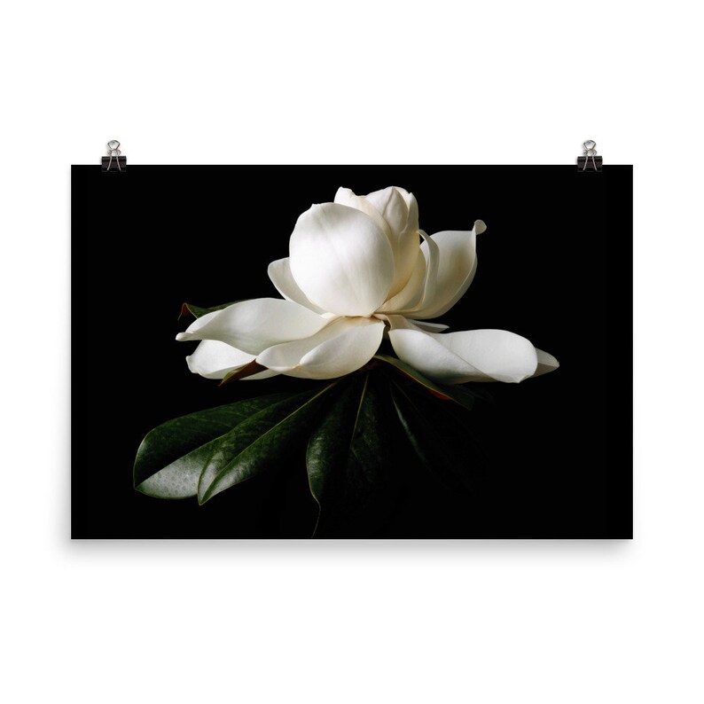 May include: A photographic print featuring a large, white magnolia flower with multiple petals and dark green leaves against a black background. The flower is in full bloom, showcasing its delicate texture and form. The print is held by two black binder clips.