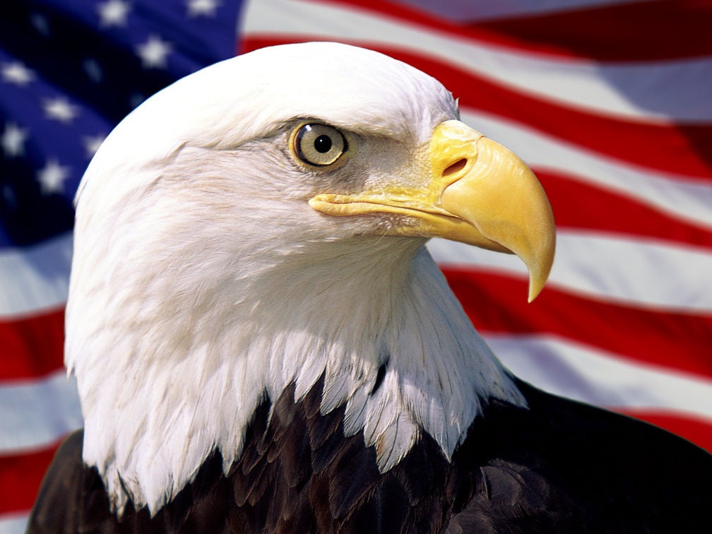 Bald Eagle US Flag Print Bald Eagle US Flag Wall Art Poster Etsy Il Fullxfull.2379730169 74kx