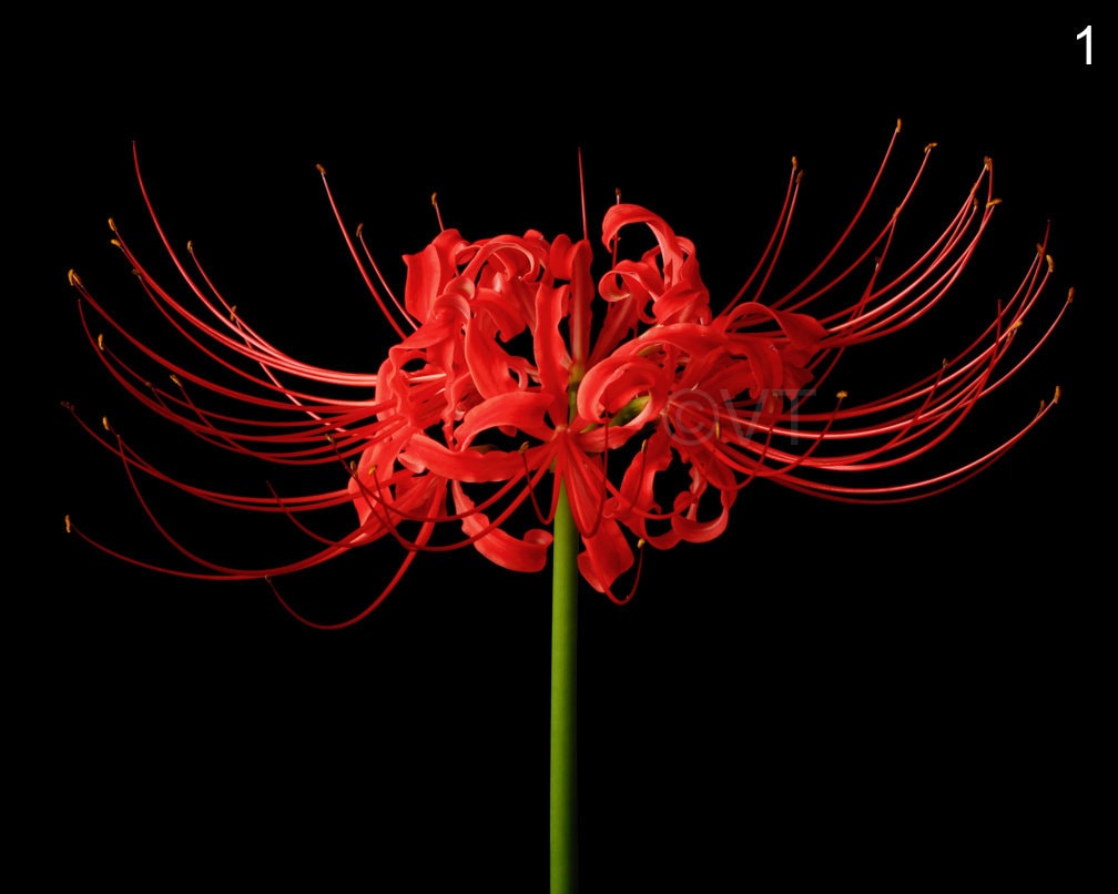 Instant Download Printable Lycoris Radiata Red Spider Lily Lilies