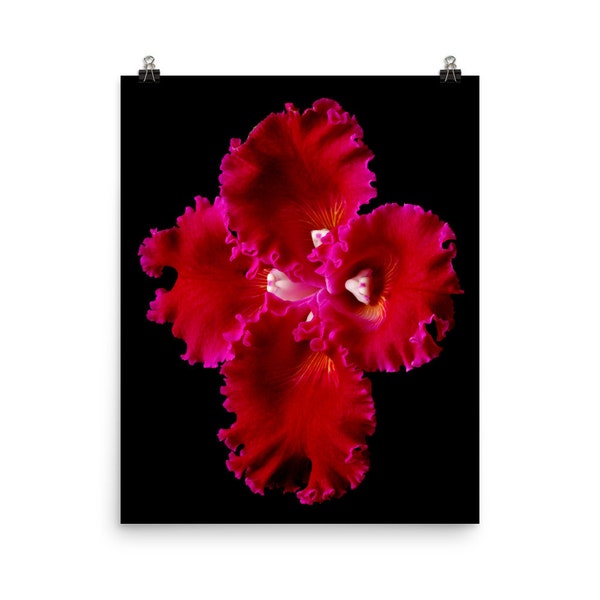 Print of: Vonflora Cattleya Orchid Print Deep Red Orchid Wall Art Poster Flower Cross