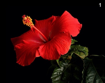 Print of: Red Hibiscus Print Rosa Sinensis Poster Hibiscus Wall Art