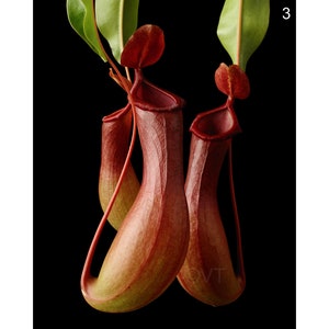 Instant Download Printable - Carnivorous Pitcher Plant Print Pitcher Plant Photo Pitcher Plant Picture Pitcher Plant Poster Digital Prints