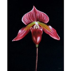 Instant Download Printable - Paphiopedilum Lady Slipper Orchid Flower Print Flower Photo Flower Picture Flower Poster Digital Prints