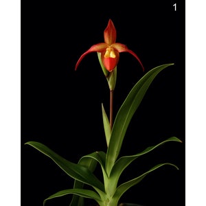 Instant Download Printable Phragmipedium Besseae Orchid Print Lady Slipper Orchid Print Besseae Orchid Photo Besseae Orchid Poster image 1