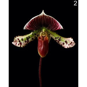 Instant Download Printable - Paphiopedilum Lady Slipper Orchid Photo Orchid Picture Orchid Poster Orchid Digital Prints Orchid Print