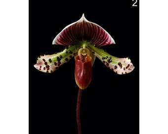Instant Download Printable - Paphiopedilum Lady Slipper Orchid Photo Orchid Picture Orchid Poster Orchid Digital Prints Orchid Print