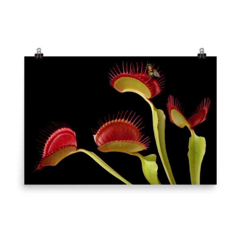 Print Of Venus Fly Trap Flower Print Poster Wall Art With Fly Etsy