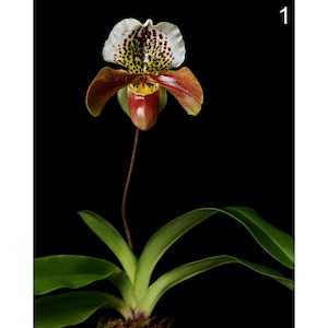 Instant Download Printable Paphiopedilum Orchid Print Lady Slipper Orchid Photo Orchid Picture Orchid Poster Paph Orchid Digital Prints