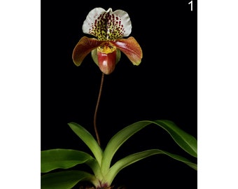 Instant Download Printable Paphiopedilum Orchid Print Lady Slipper Orchid Photo Orchid Picture Orchid Poster Paph Orchid Digital Prints