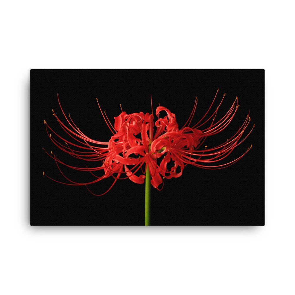 Red Spider Lily Canvas Print: Floral Wall Art by Vonflora - Etsy