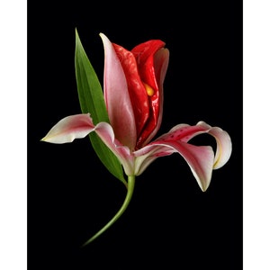 Natureyoni, Carnation, Photo Print, Yoni, Yoni art, Vulva, Vulva ...