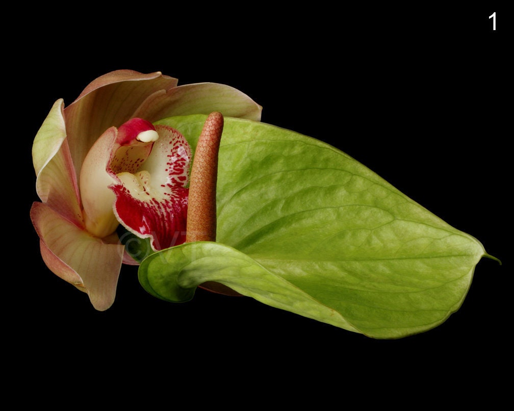 Xxx Flower Xxx Flower