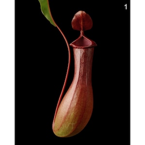 Instant Download Printable - Carnivorous Pitcher Plant Print Pitcher Plant Photo Pitcher Plant Picture Pitcher Plant Poster Digital Prints