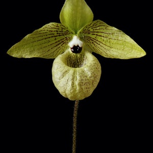 Instant Download Printable Close-up Paphiopedilum Malipoense Orchid Print Malipoense Orchid Photo Orchid Picture Malipoense Orchid Art image 2