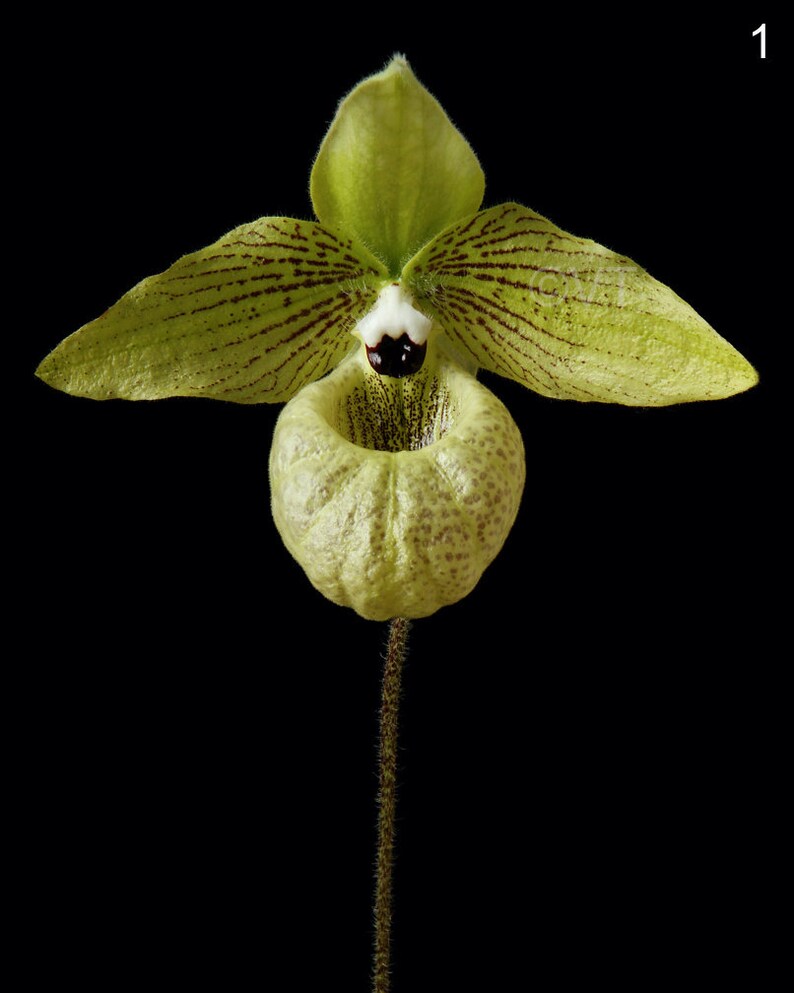 Instant Download Printable Close-up Paphiopedilum Malipoense Orchid Print Malipoense Orchid Photo Orchid Picture Malipoense Orchid Art image 2