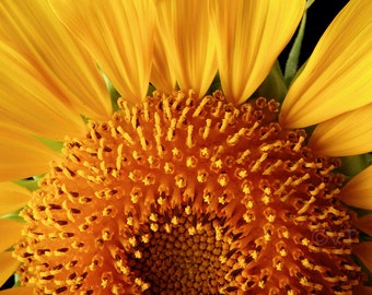 Instant Download Printable - Macro Sunflower Print Sunflower Photo Sunflower Picture Sunflower Poster Sunflower Digital Prints