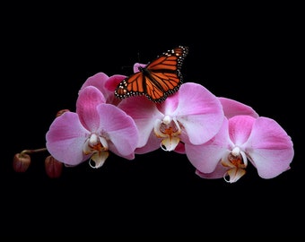 Print of: Pink Orchids Print Monarch Butterfly Moth Orchid Picture Wall Art Poster