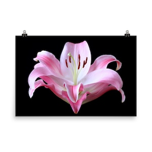 Print Of: Vonflora Lily Print Pink Lilies Stargazer Flower Poster Wall ...