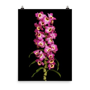 Print of: Dendrobium Red Emperor Orchid Print Dendrobium Orchids Wall Art Poster 18×24 inches