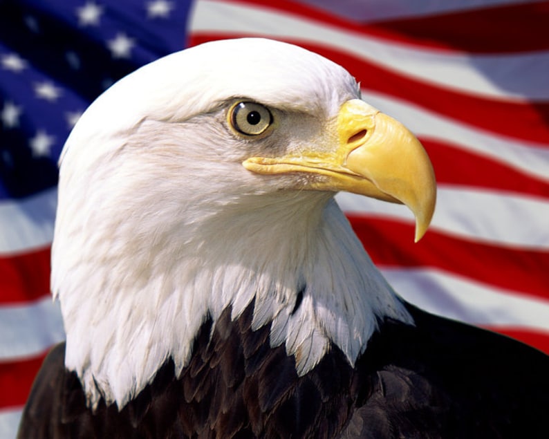 Bald Eagle US Flag Print Bald Eagle US Flag Wall Art Poster 8 x 10 inches