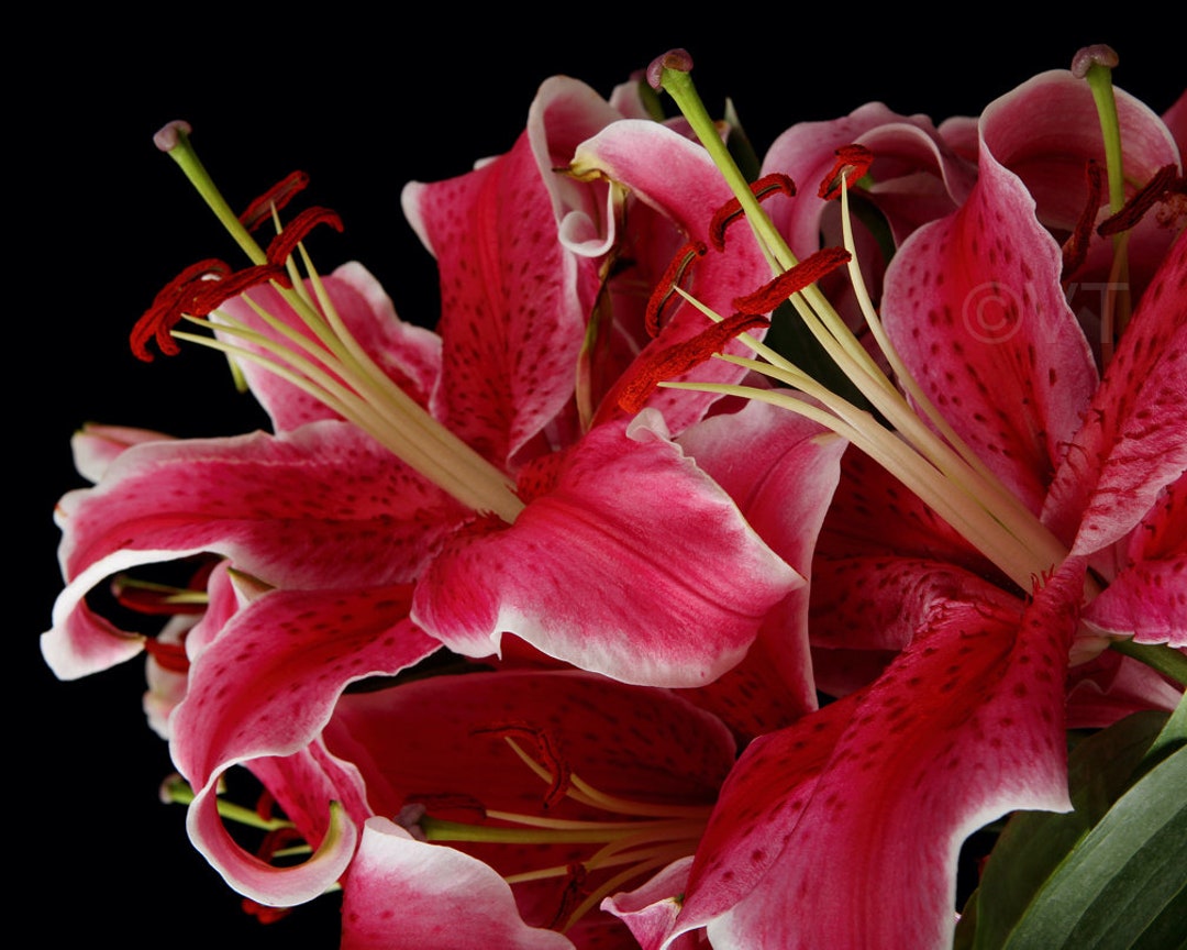 Print Of: Pink Stargazer Lily Print Red Lilies Poster Wall Art - Etsy