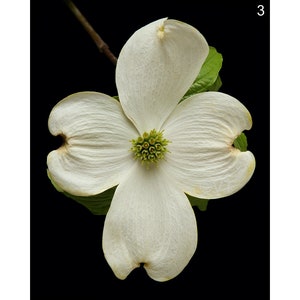 Instant Download Printable - Cornus Florida White Dogwood Flower Print Dogwood Photo Dogwood Picture Dogwood Poster Dogwood Digital Prints