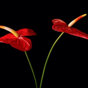 Instant Download Printable - Close-up Red Anthurium Print Anthurium Photo Flower Picture Anthurium Poster Anthurium Digital Prints