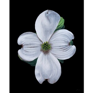 Print of: Dogwood Flower Print Flower Photo Flower Picture Flower Poster Wall Art Flower Photography Floral Prints