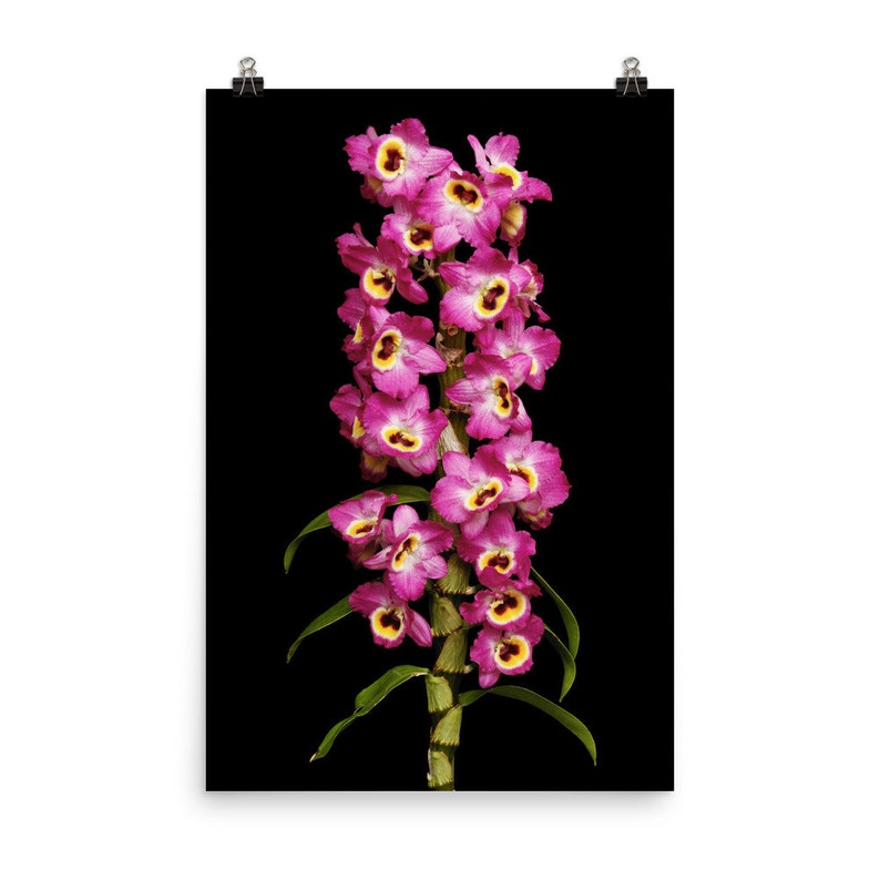 Print of: Dendrobium Red Emperor Orchid Print Dendrobium Orchids Wall Art Poster 24×36 inches