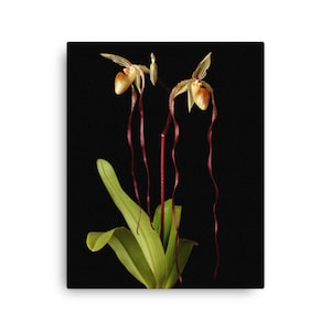 Print of: Paphiopedilum Orchid Michael Koopowitz Orchid Canvas Print Wall Art Lady Slipper Orchids