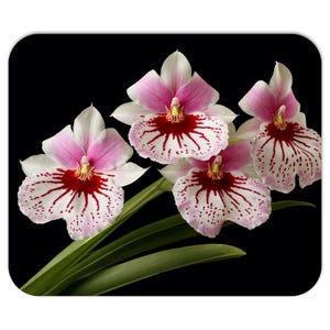 Pink Miltonia Orchids Mousepad, Floral Neoprene Desk Accessory