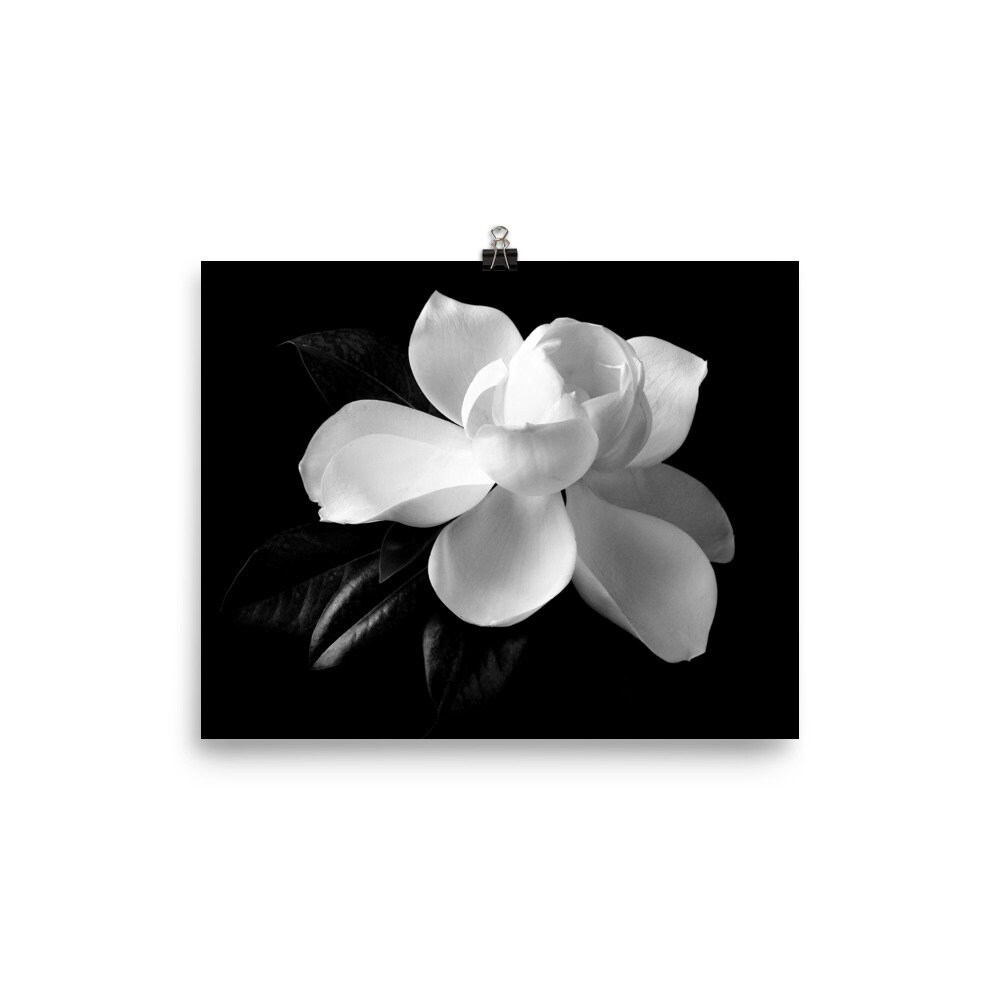 Print Of: Vonflora Magnolia Print Large Magnolia Wall Art Photo Poster ...