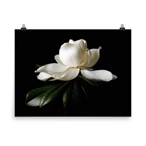May include: A white magnolia flower with large, delicate petals and dark green leaves against a black background. The flower is in full bloom, with its petals slightly open, revealing the center. The image is a close-up, highlighting the flower's texture and form.