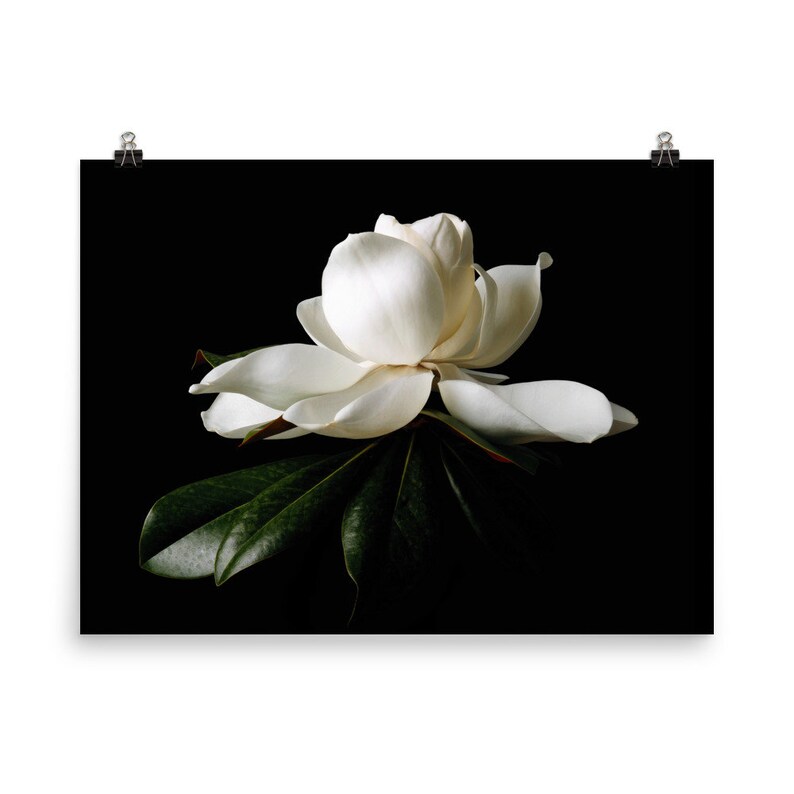 May include: A white magnolia flower with large, delicate petals and dark green leaves against a black background. The flower is in full bloom, with its petals slightly open, revealing the center. The image is a close-up, highlighting the flower's texture and form.