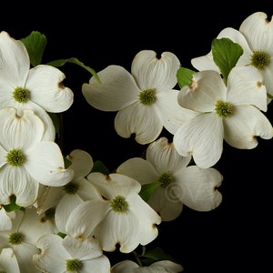 Print of: White Dogwood Flower Print Dogwood Photo Dogwood Picture Dogwood Poster Dogwood Wall Art Dogwood Photography Dogwood Prints