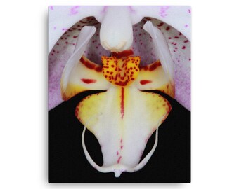 Pink Moth Orchid Canvas Print: Vivid Floral Wall Art
