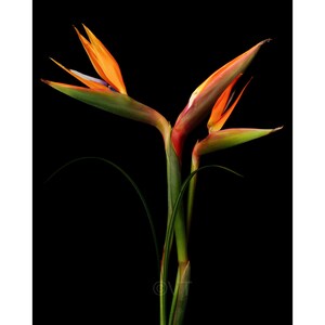Instant Download Printable - Bird of Paradise Flower Print Bird of Paradise Photo Bird of Paradise Picture Bird of Paradise Poster