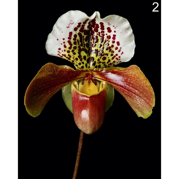 Instant Download Printable Paphiopedilum Orchid Print Lady Slipper Orchid Photo Orchid Picture Orchid Poster Paph Orchid Digital Prints