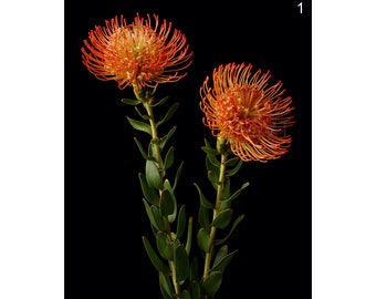 Instant Download Printable - Leucospermum Orange Protea Pincushion Print Pincushion Photo Pincushion Picture Pincushion Poster Digital Print