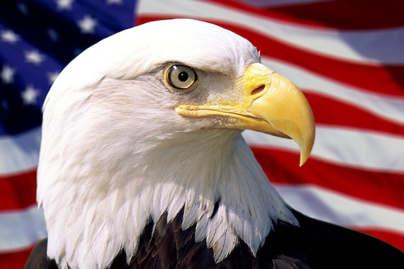 Bald Eagle US Flag Print Bald Eagle US Flag Wall Art Poster -  Canada