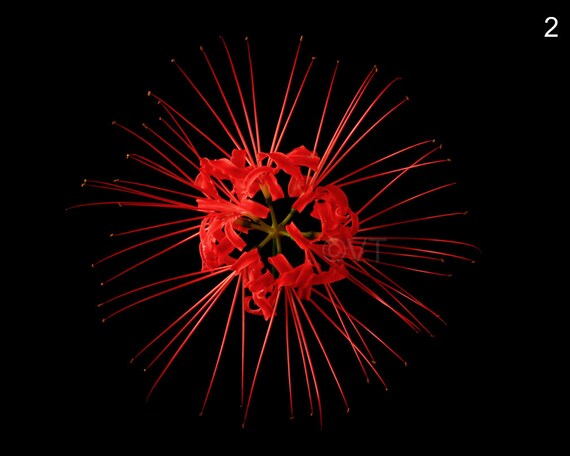 Instant Download Printable Lycoris Radiata Red Spider Lily Etsy